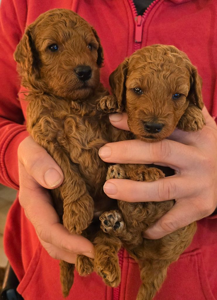 de floreval - Chiot disponible  - Caniche