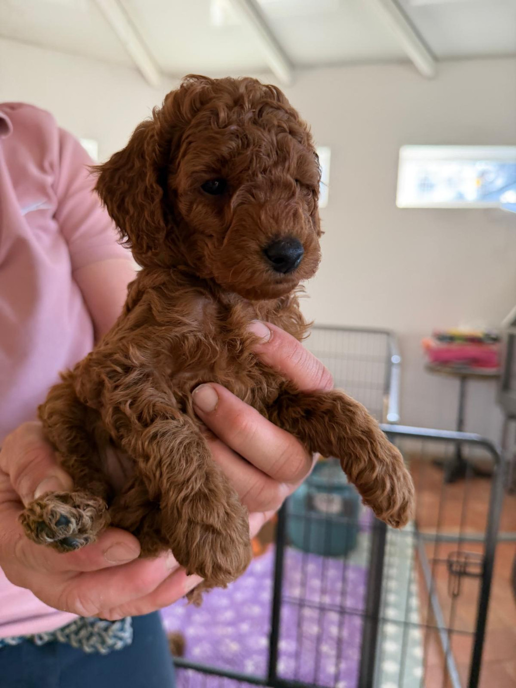 de floreval - Chiots disponibles - Caniche