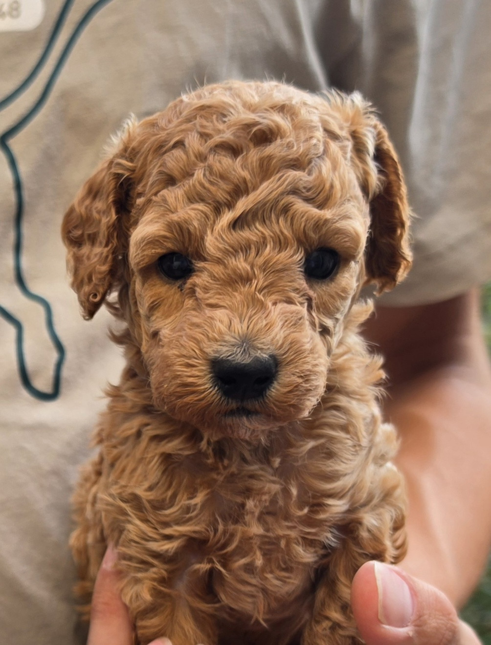 de floreval - Chiots disponibles - Caniche