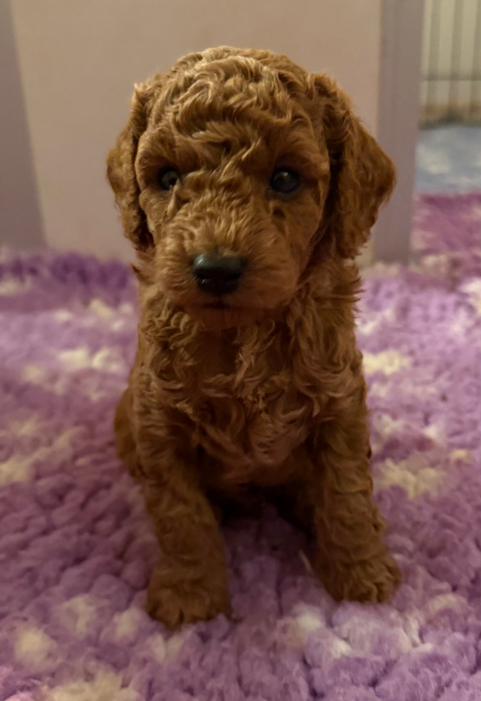 de floreval - Chiots disponibles - Caniche