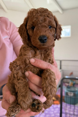 Chiot N°3