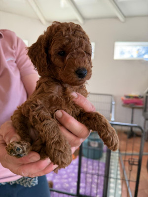Chiot N°4